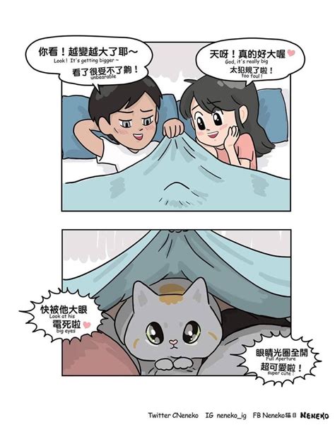 夢到貓來我家